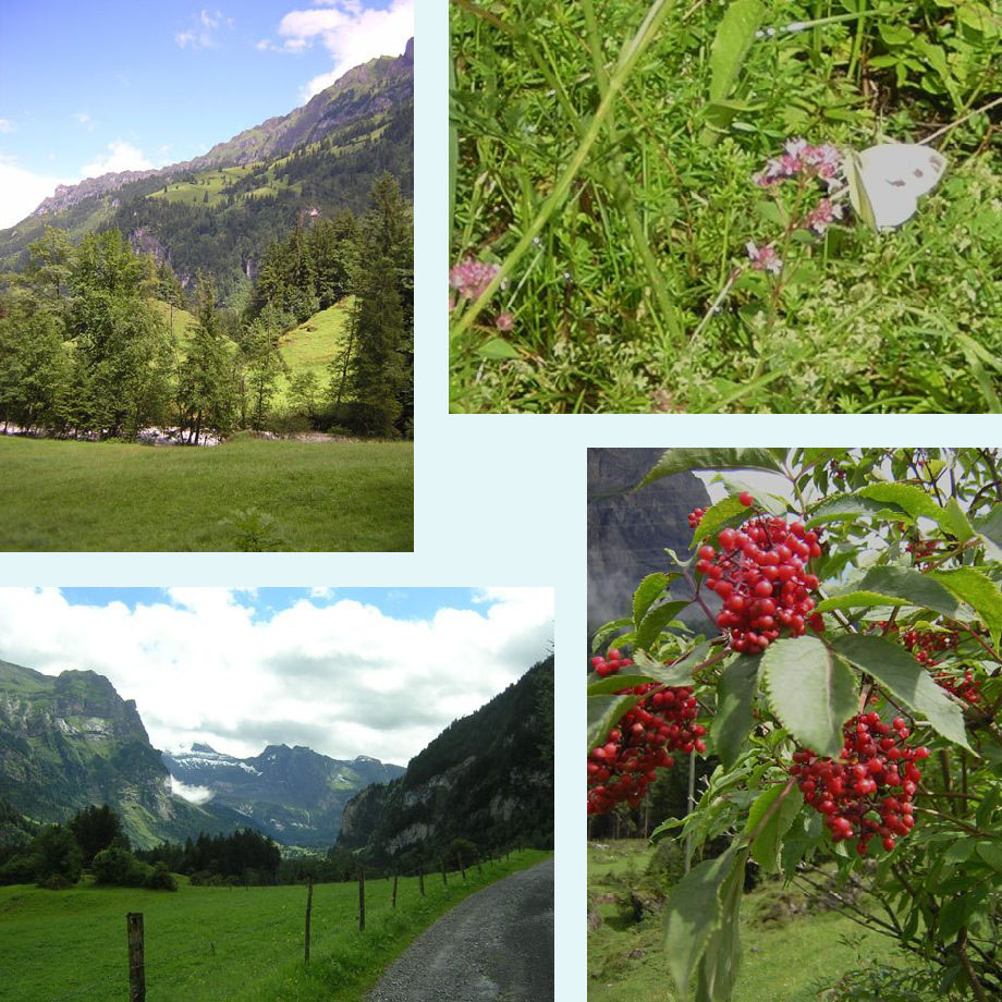 de zon schijnt, de vlinders komen, blik het Kandertal in, mmm bessen?