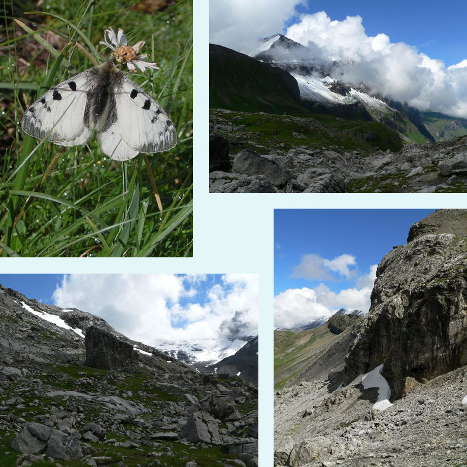 witje of apollo?, de zon breekt door, grote rotsblokken, het �schinental