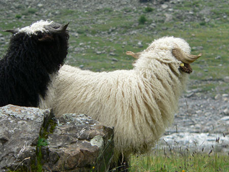 dreadlock-schapen