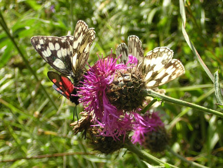 wat een drukte op een bloem!