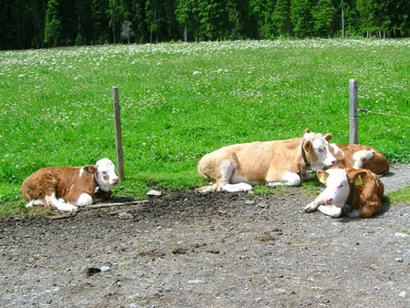 kalfjes bij Waldhaus