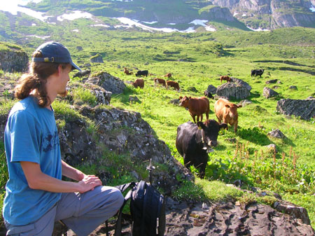 koeien op de Fisialp