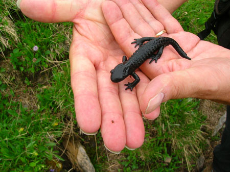 alpensalamander