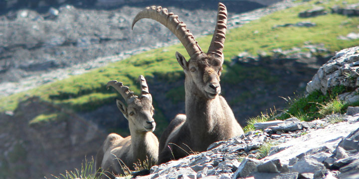 familie Steenbok