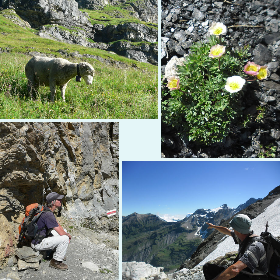 ongeinteresseerd schaap, bloemen tussen de stenen, op het Hohturli, daar ligt de Schilthorn
