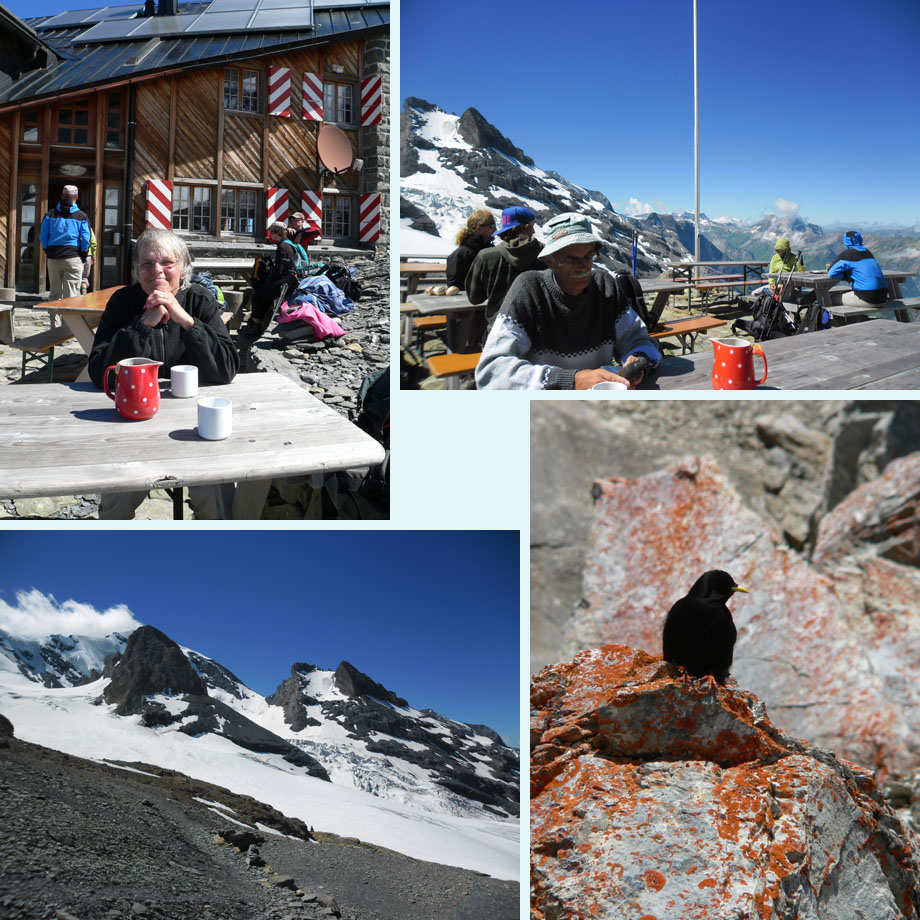 bij de Bluemlisalphutte, eeuwige sneeuw, alpenkauw