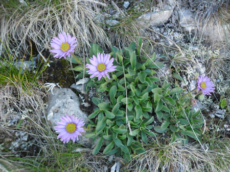 ook boven 2600 meter