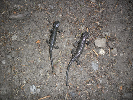 alpensalamanders