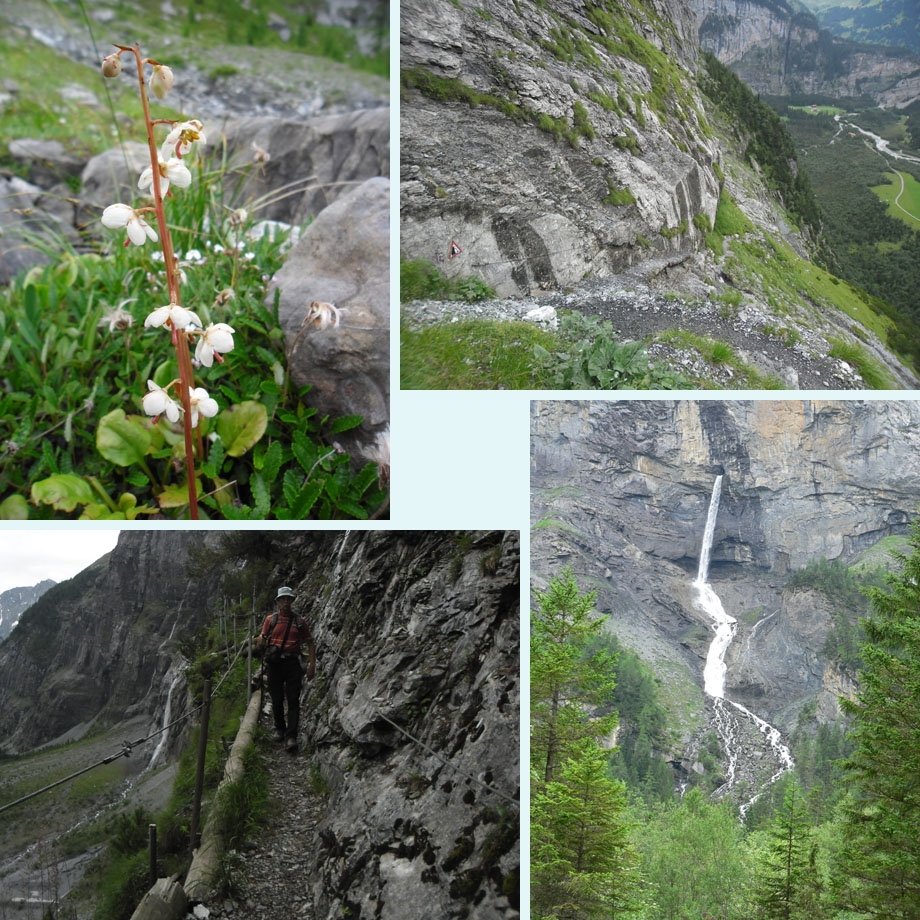 orchideeen, steenslaggevaar, het laatste steile stuk, waterval in het Gasterental