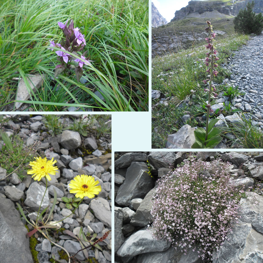 veel alpenbloemen langs het pad
