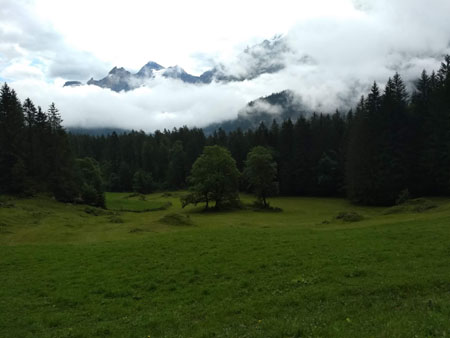 bergahorns langs de panoramaweg