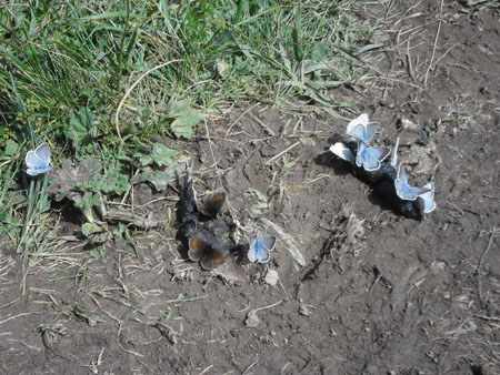 poep - traktatie voor vlinders