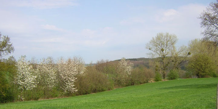 de zoete kersen in bloei