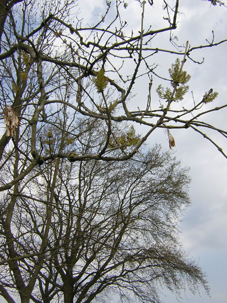 ook de essen bloeien