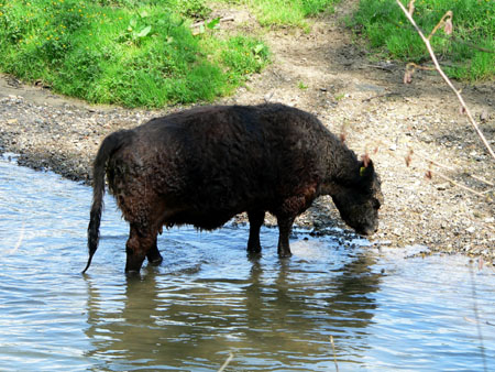 grote grazer/drinker