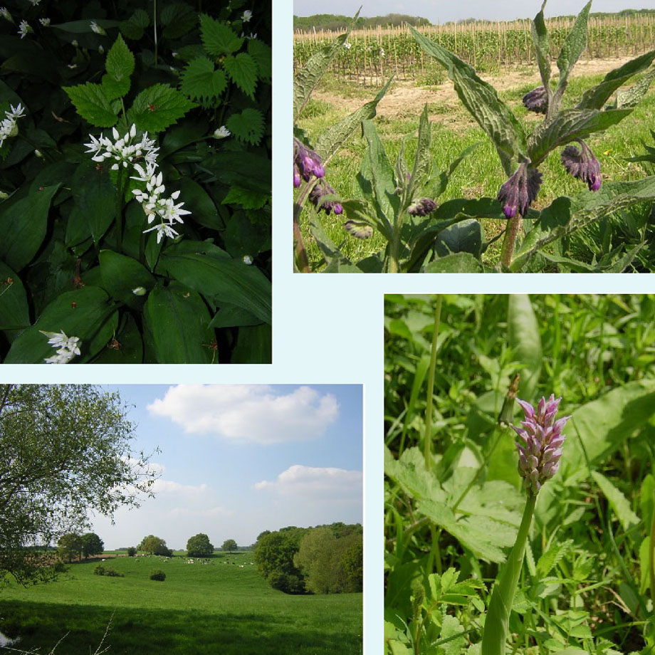 bloeiend daslook, smeerwortel, in de buurt van het Gerendal, orchidee