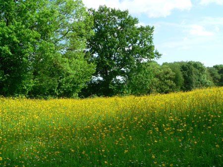 velden vol boterbloemen