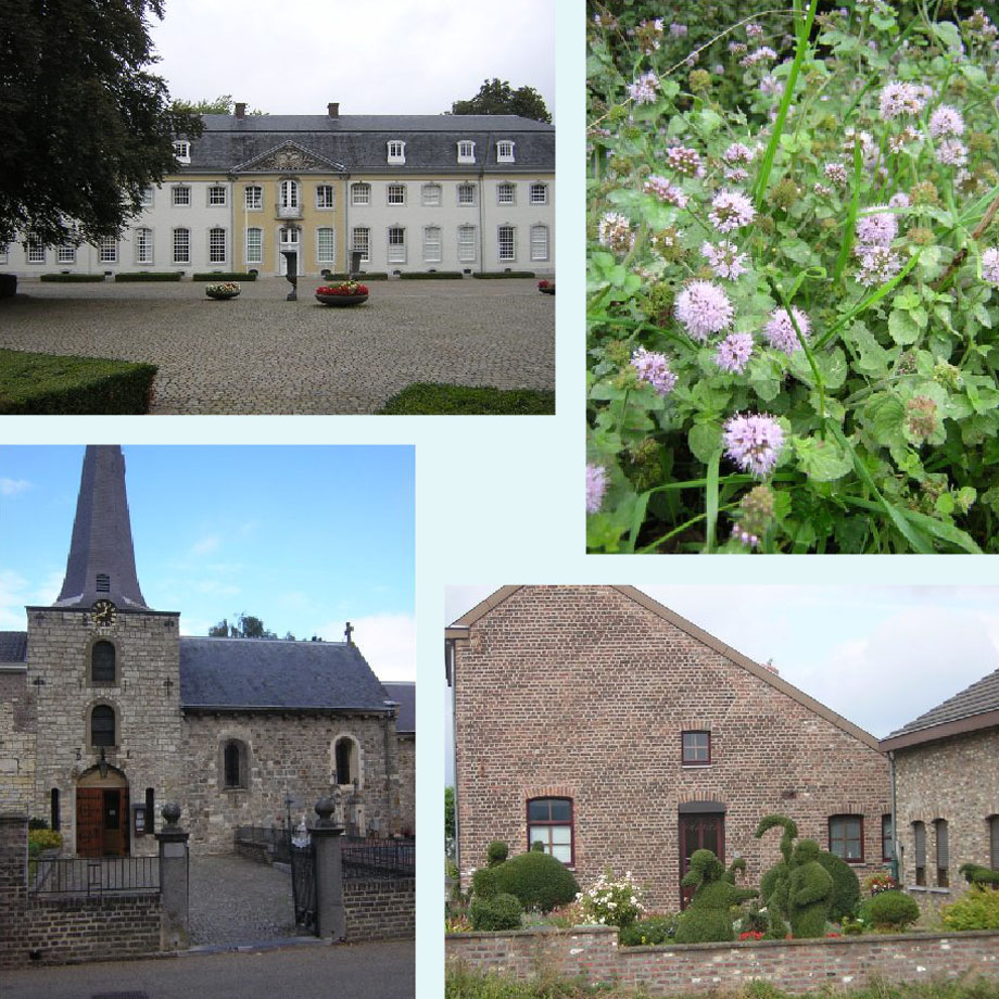 Vaals, volop munt, Holset, wat een (snoei)werk