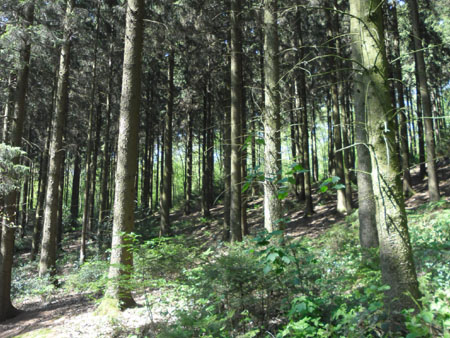 bos, bos en nog eens bos