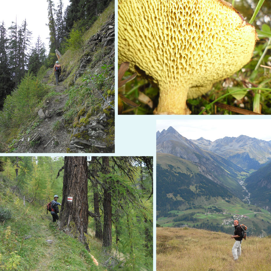 paadjes en paddenstoelen