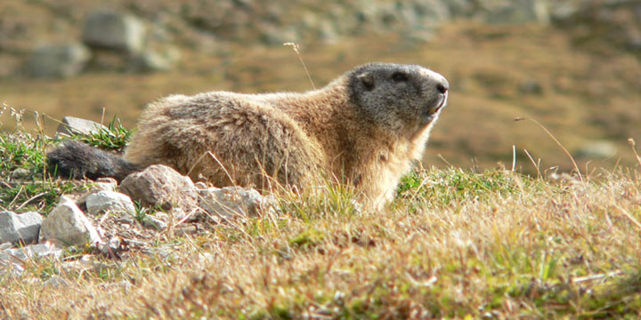 murmeltier van dichtbij
