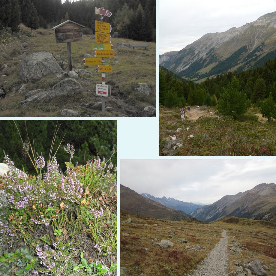 op weg, heide in bloei, herfstsfeer