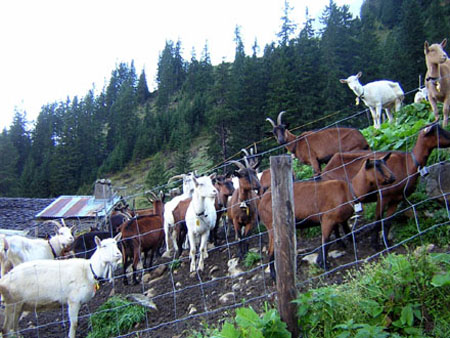 de geiten staan nog opgesloten