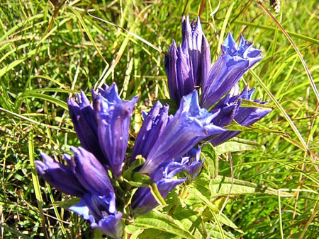 bloemenpracht onderweg