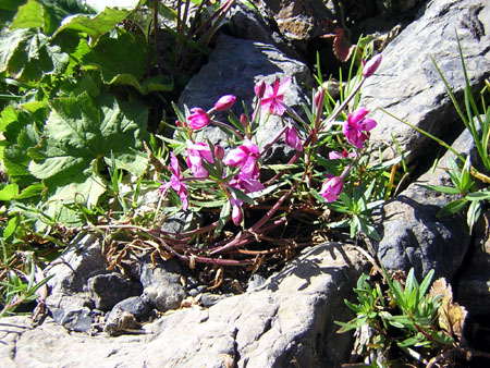 bloemenpracht onderweg