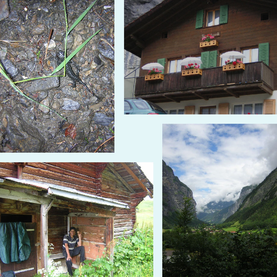 alpensalamander, verwende geraniums, schuilen voor de regen, de zon schijnt weer