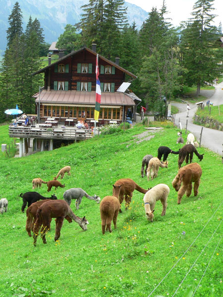 alpaca's bij Golderli