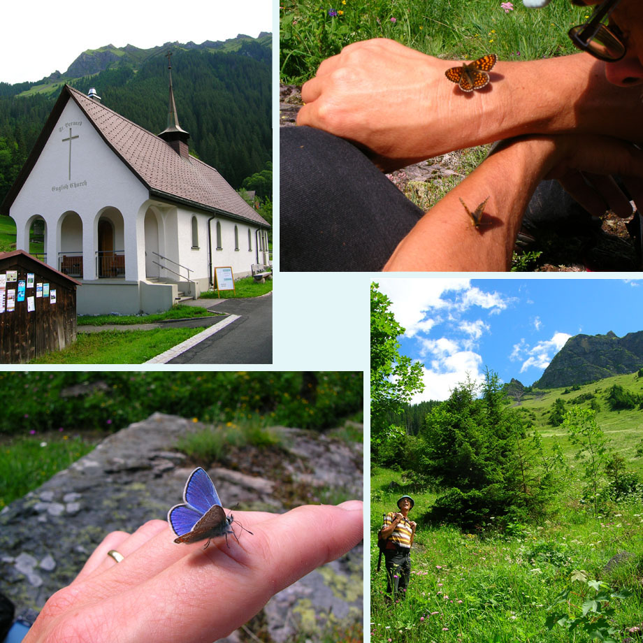 Engels kerkje in Wengen, parelmoervlinders, blauwtje, tussen de bloemen