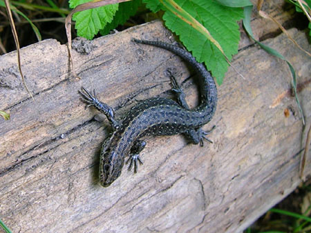 hagedis bij de familie Appel