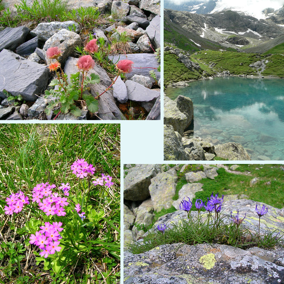 wildemanskruid, Oberhornsee, sleutelbloemen, grasrapunzel