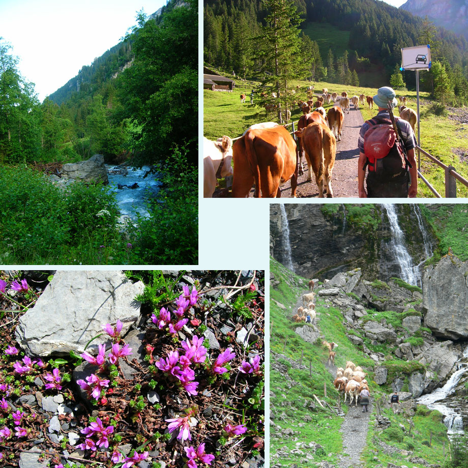 bij de Spiggebach, koeien!, bloemen onderweg, dat gaat naar Hohkien toe