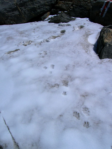 daar liep een murmeltier