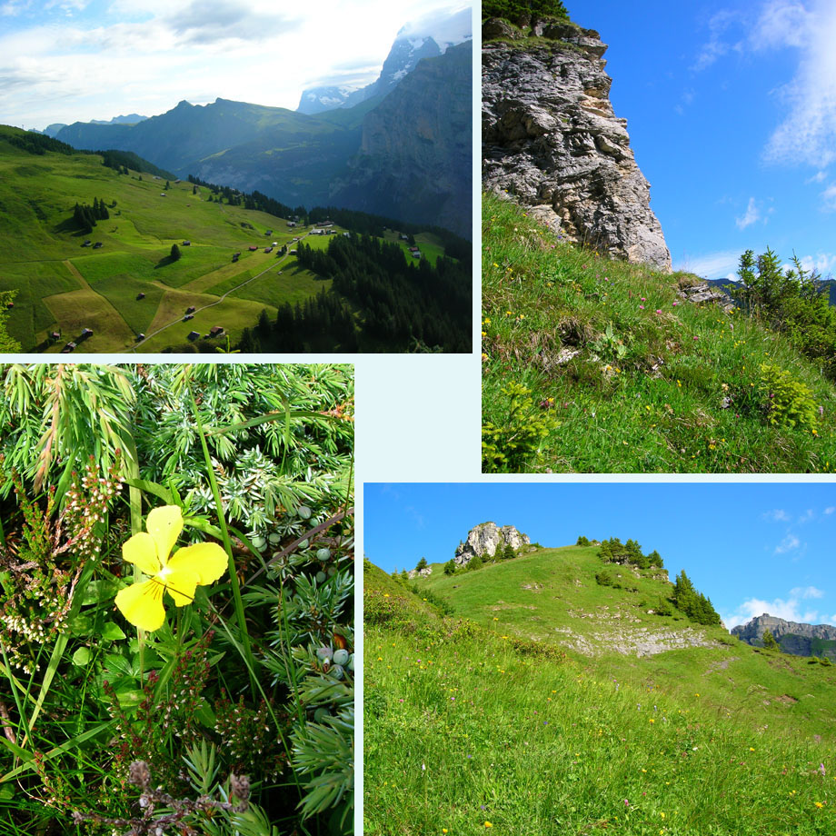 Spielbodenalp, Bryndli, alpenviooltje, naar de Rotstockhutte