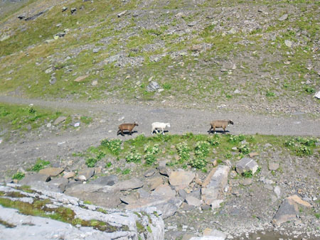 goed afgerichte schapen