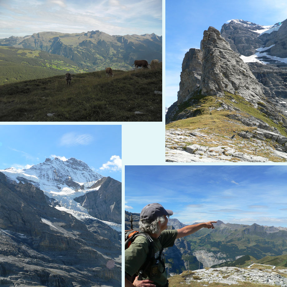 overal koeien, op weg naar Haaregg, Jungfrau, daar is de Schilthorn