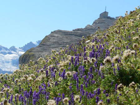 monnikskap en distelpluis