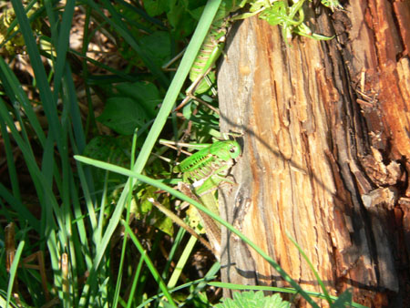 een echte Heuschrecke