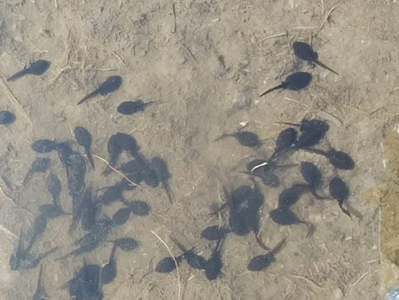 kikkervisjes in een poel