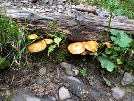 er zijn al paddenstoelen