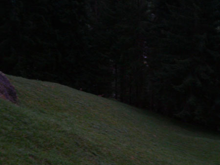 gemzen in de schemering