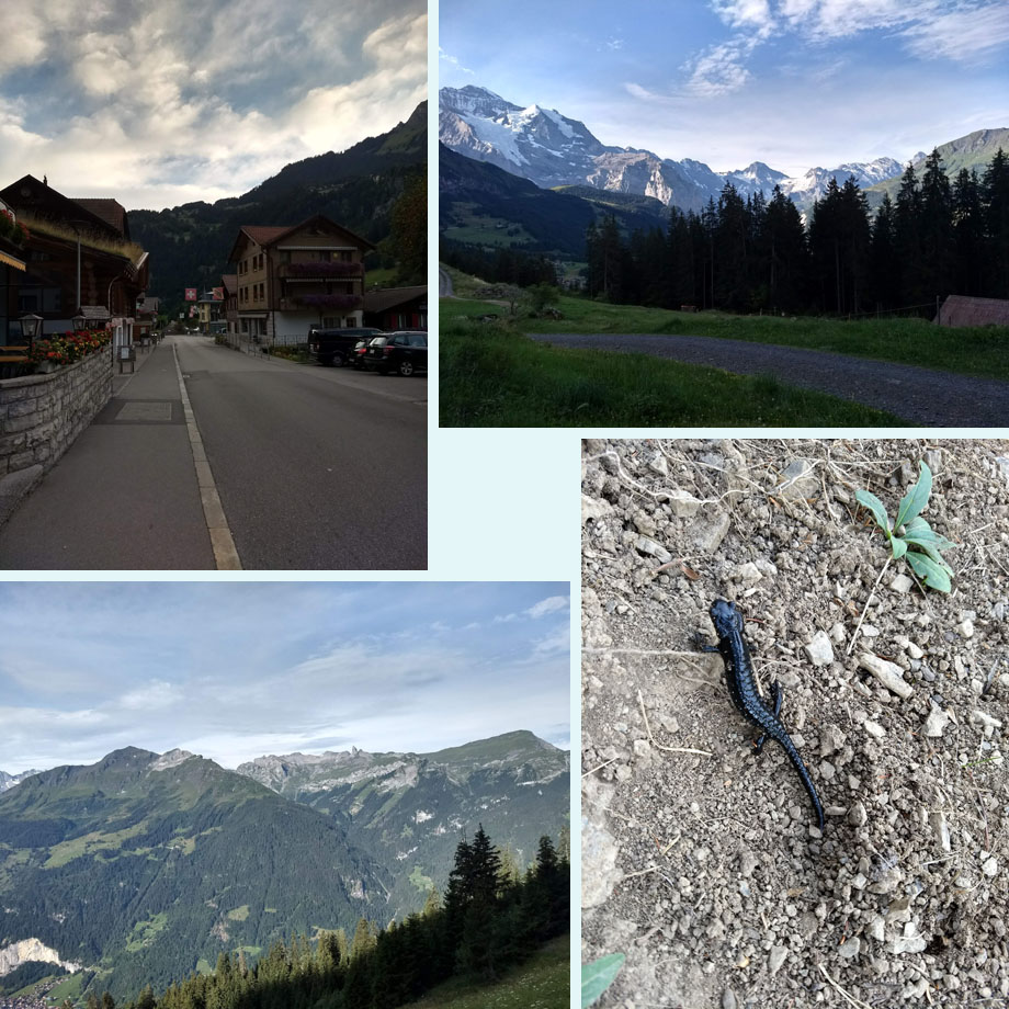 uitgestorven hoofdstraat, in de buurt van Aussere Allmen, bij Parwengi, alpensalamander
