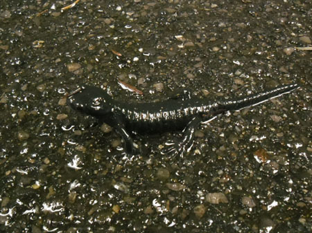 alpensalamander-weertje