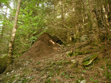 hier hebben mieren ijverijg gewerkt