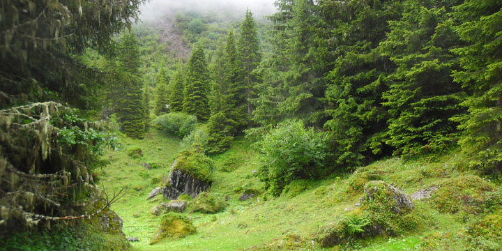 veel tinten groen bij Marchegg