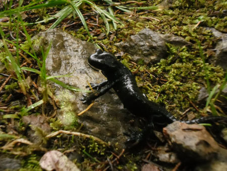 alpensalamander