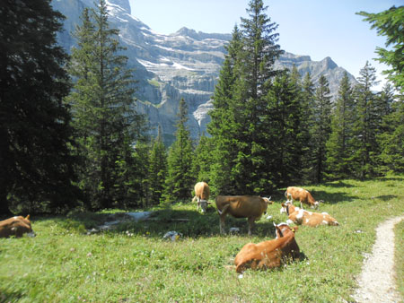 koeien bij Biglenalp